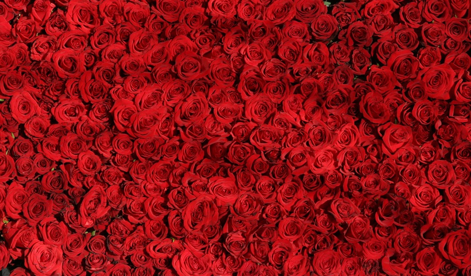 Rose rosse