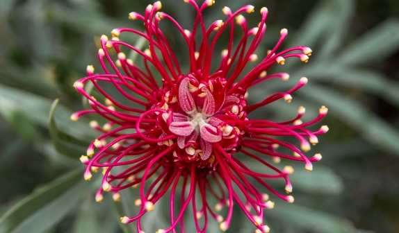 Australian bush flower