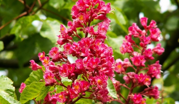 floriterapia, fiori di bach