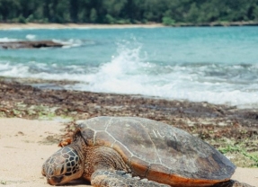 Turtle Bay Resort - Benchmark Hospitality